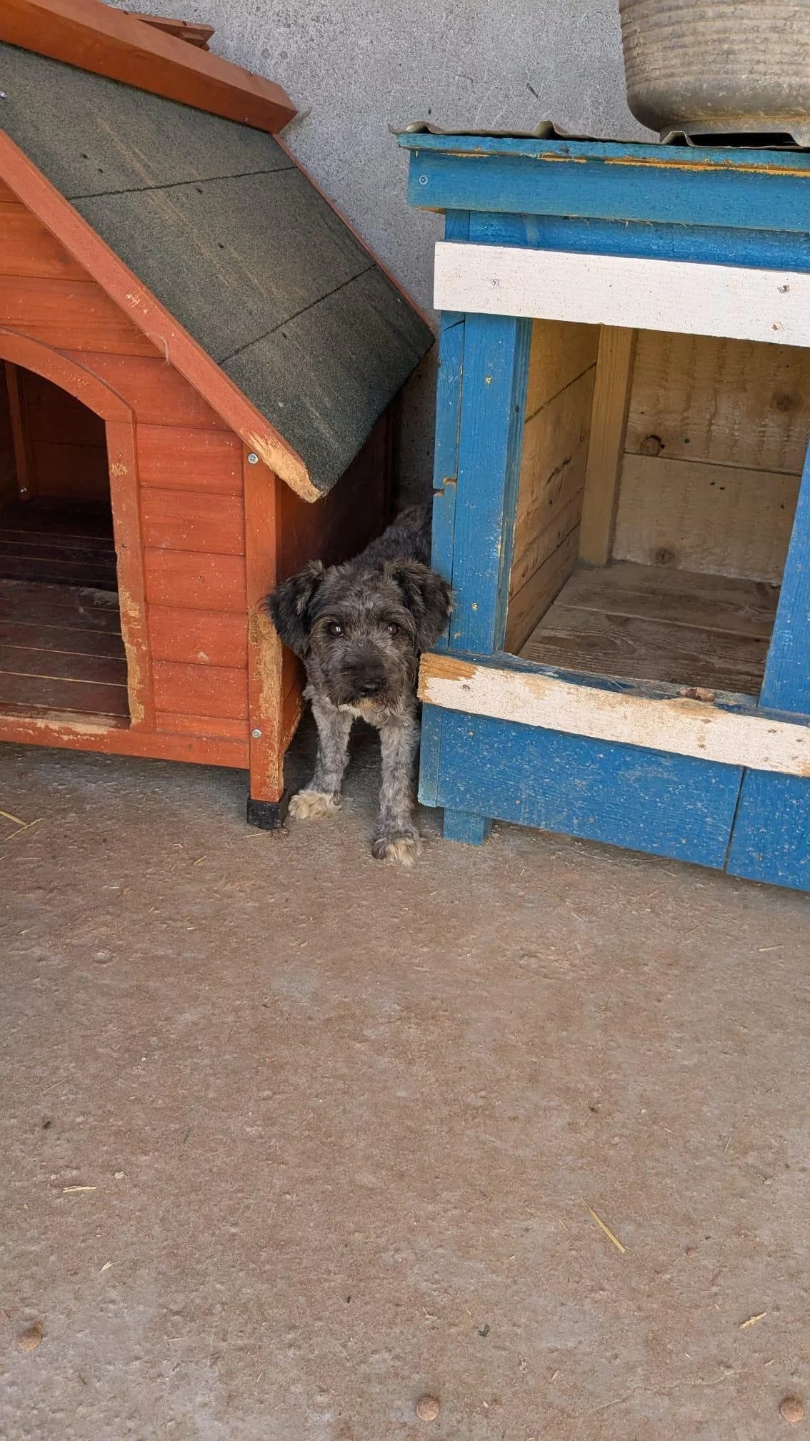 Jorah, female Mixed Breed for adoption at Association Célestia, penil