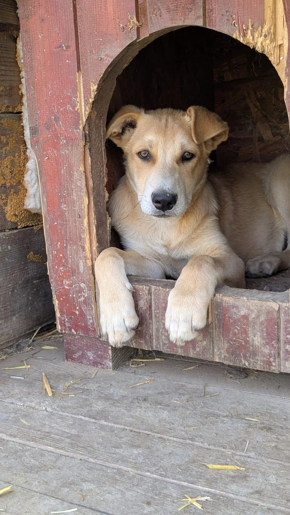 Lemon, male Mixed Breed for adoption at Association Célestia, penil