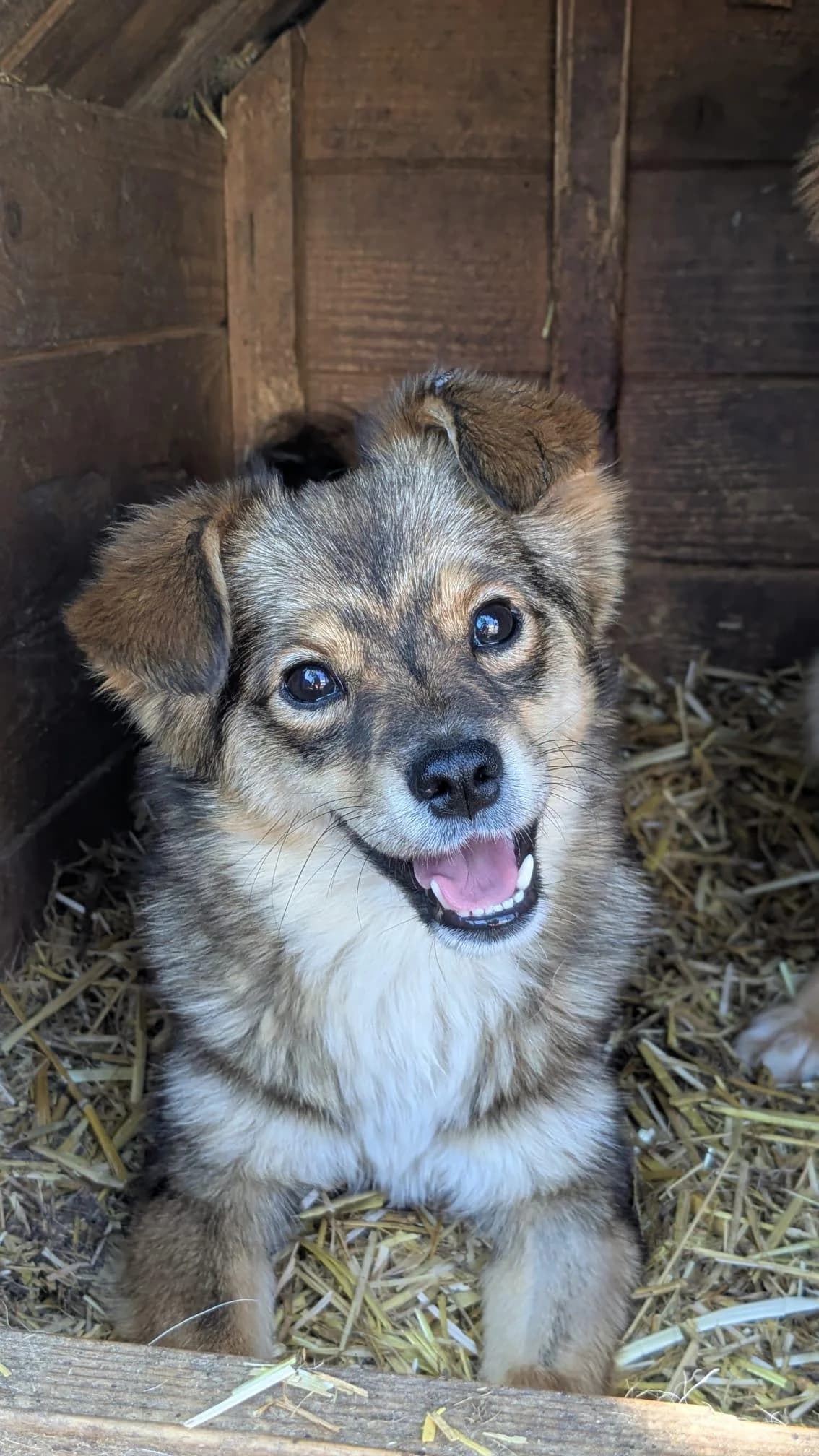 Loly, female puppy Mixed Breed for adoption at Association Célestia, penil