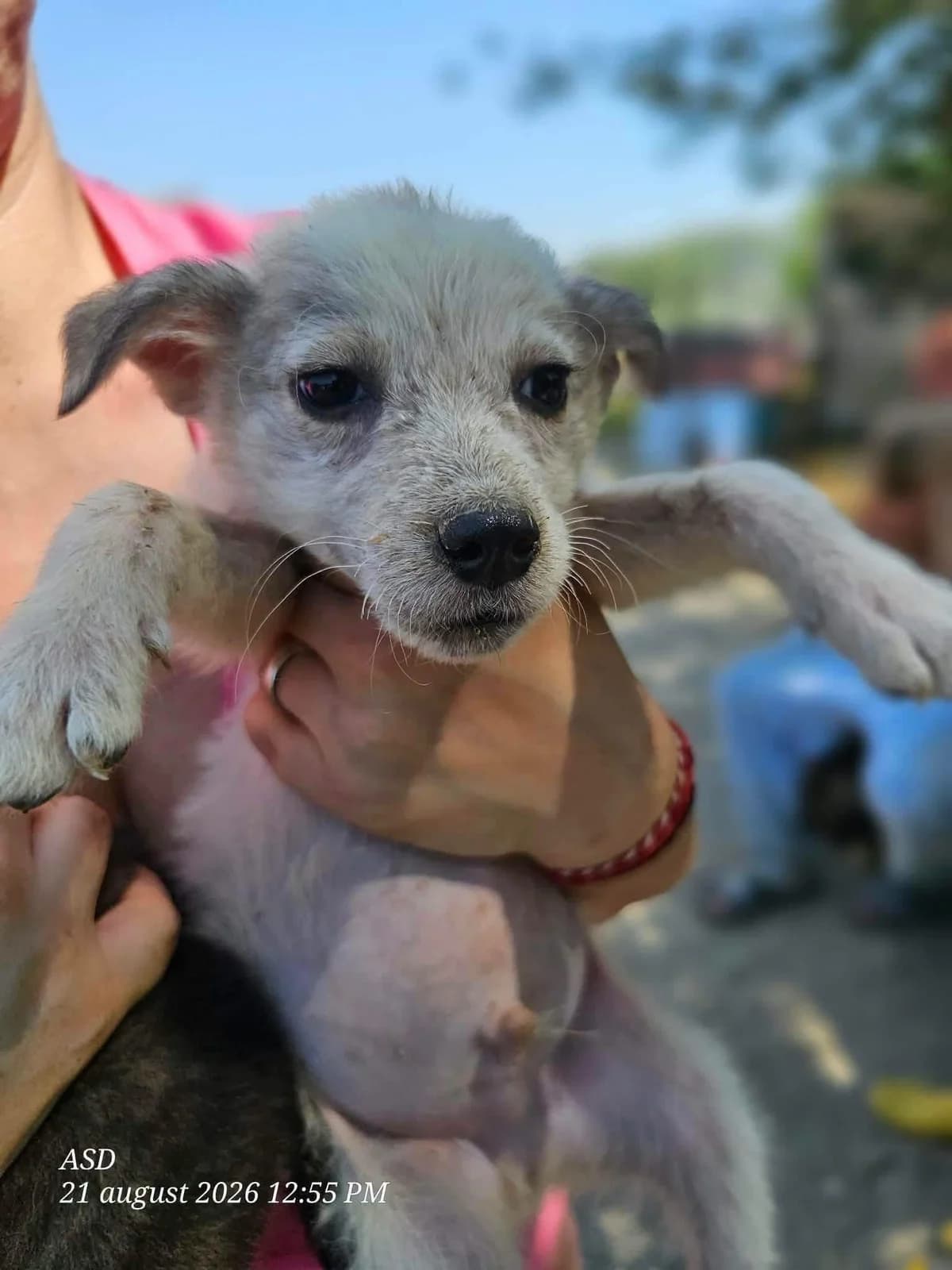 Looby, male Mixed Breed for adoption at Association Célestia, penil