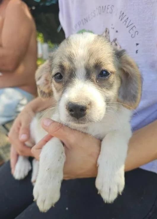 Luciole, female puppy Mixed Breed for adoption at Association Célestia, penil