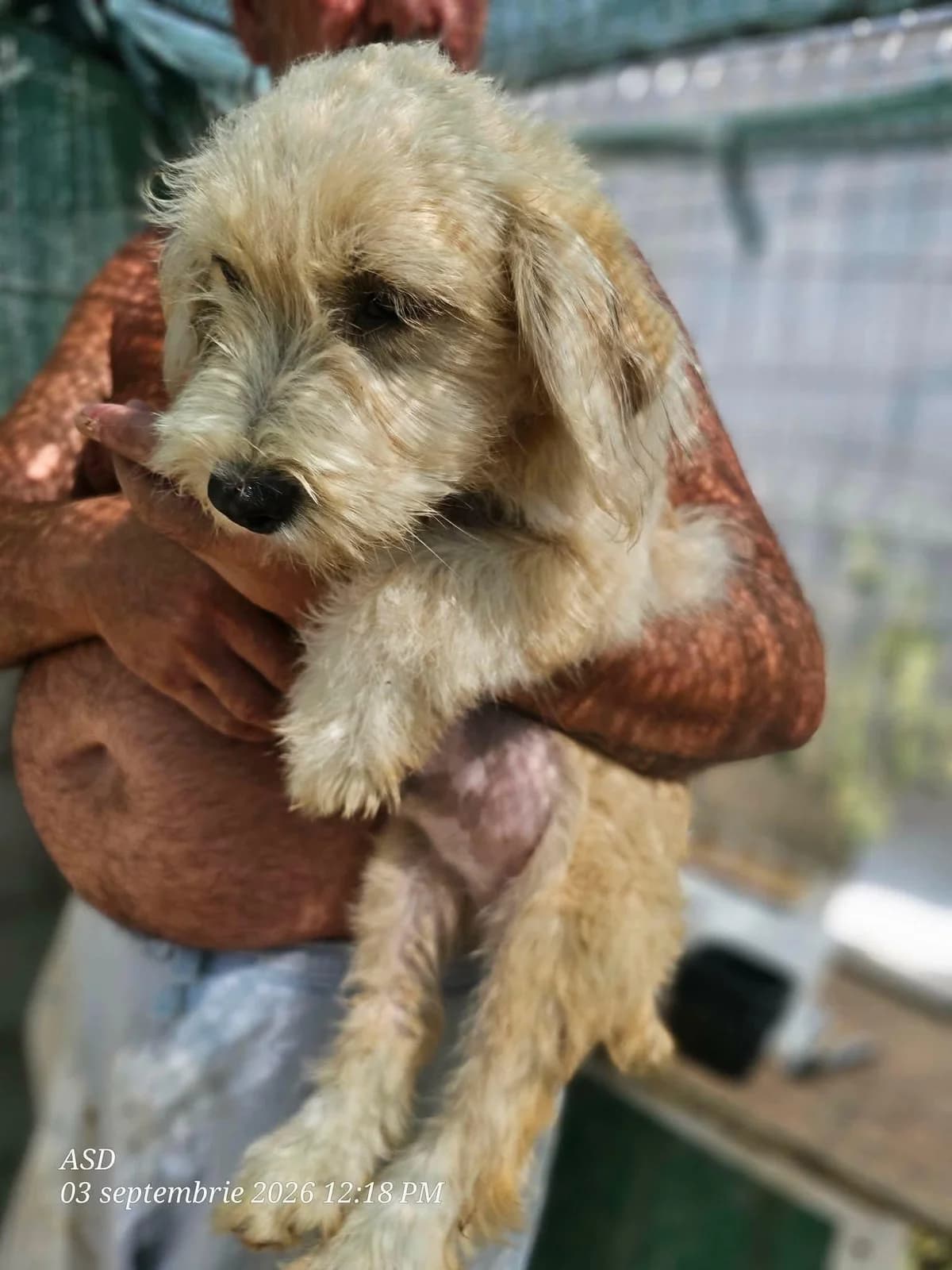 Melbo, male Mixed Breed for adoption at Association Célestia, penil