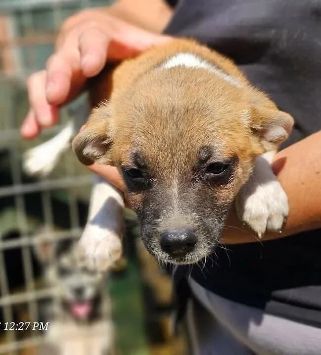 Nuts, male young Mixed Breed for adoption at Association Célestia, penil