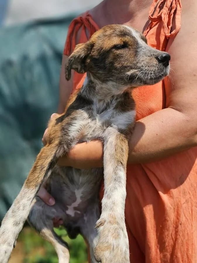 Nyora, female puppy Mixed Breed for adoption at Association Célestia, penil