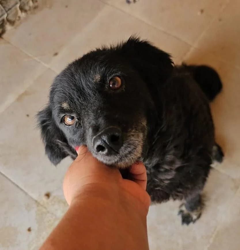Olive, female Mixed Breed for adoption at Association Célestia, penil