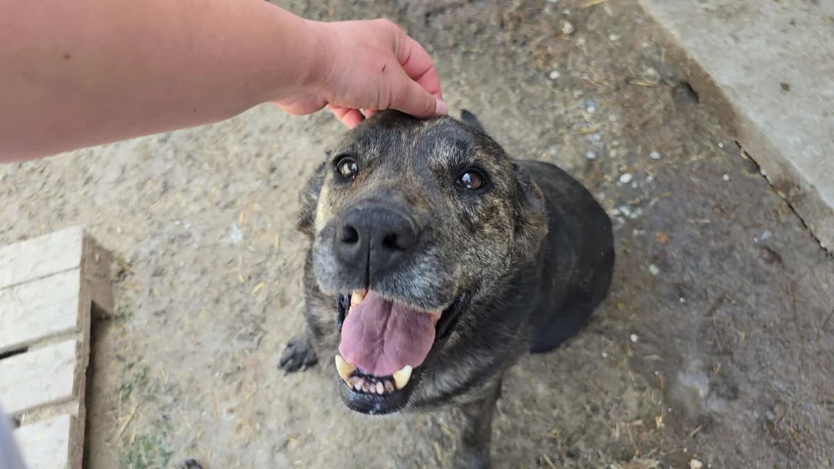 Ophélia, female Mixed Breed for adoption at Association Célestia, penil
