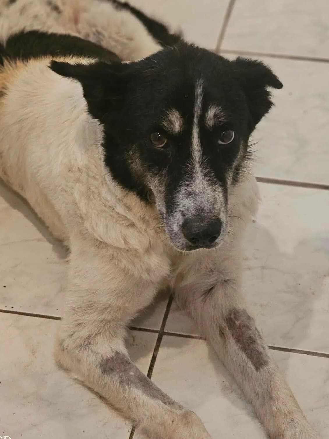 Penny, female Mixed Breed for adoption at Association Célestia, penil