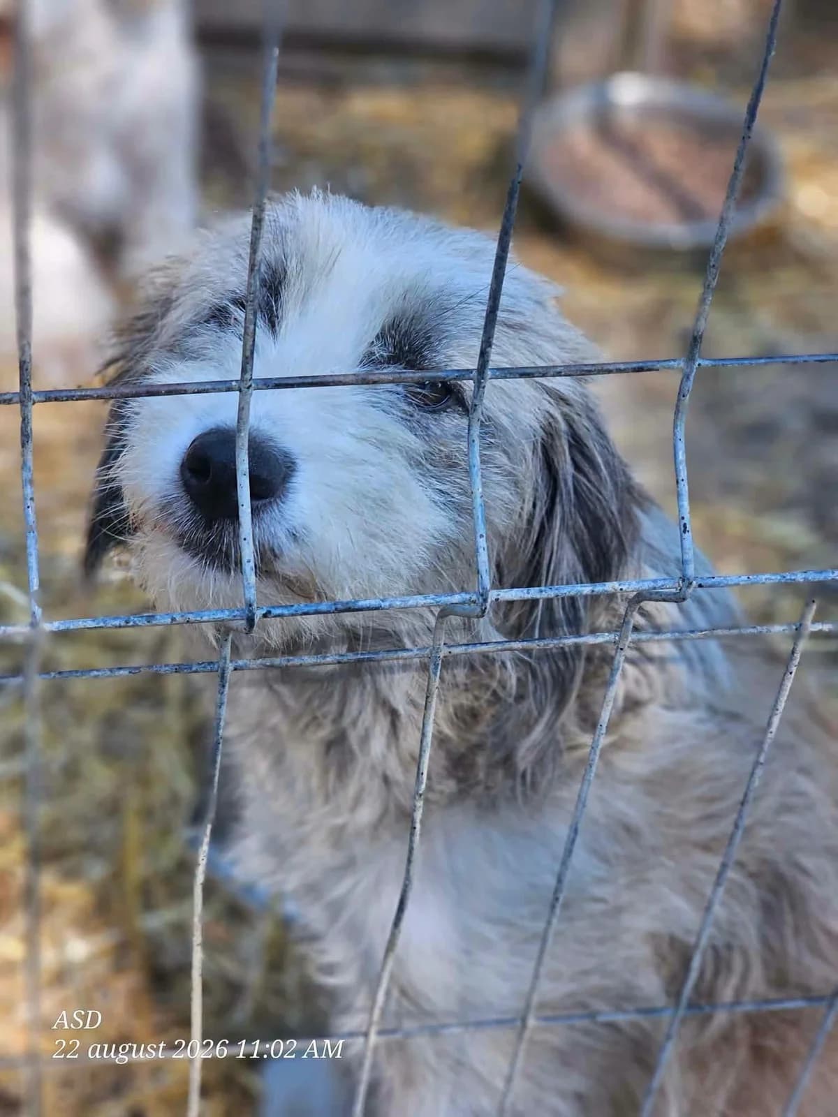 Polka, female Mixed Breed for adoption at Association Célestia, penil