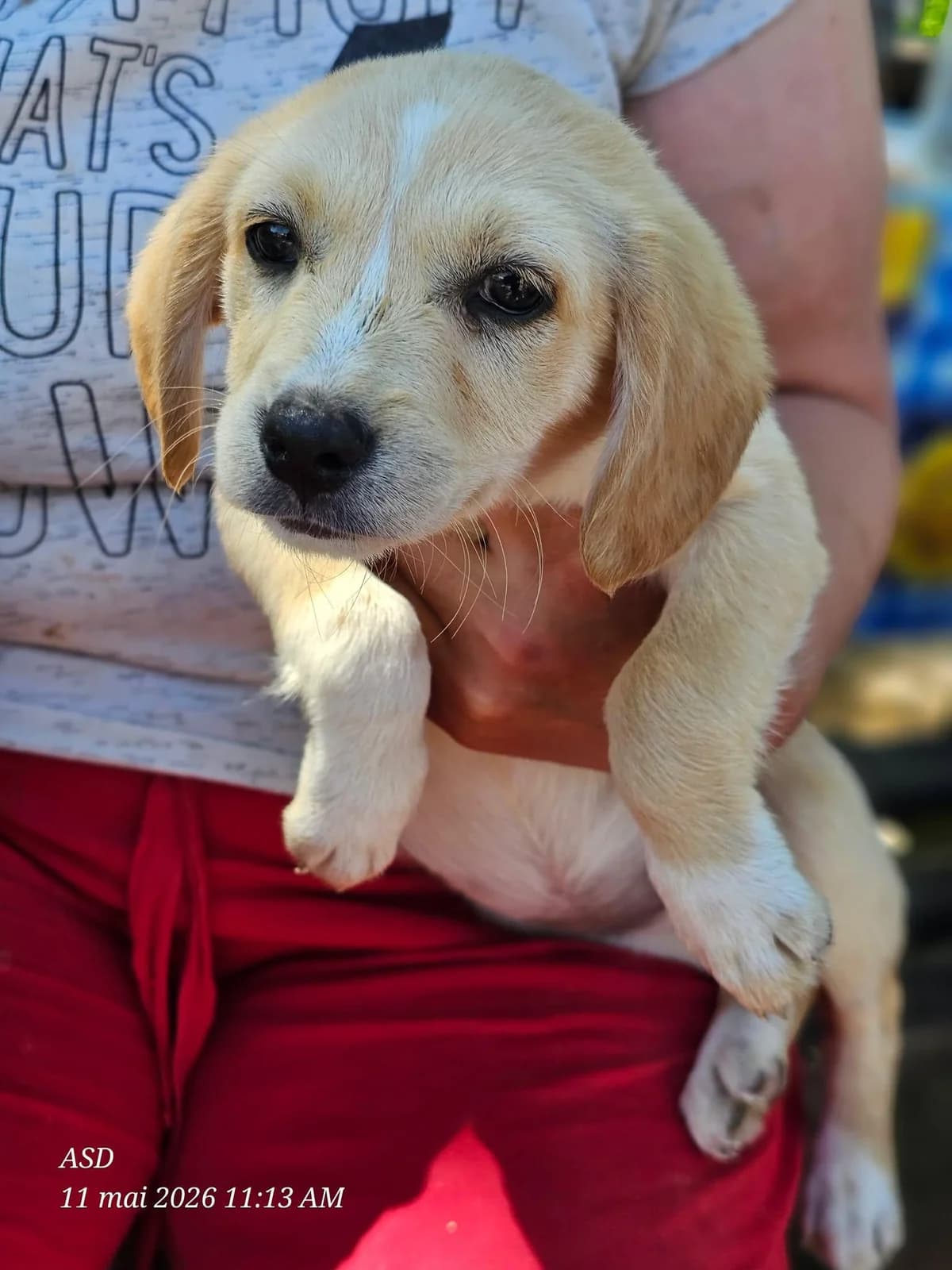 Sahara, female Mixed Breed for adoption at Association Célestia, penil