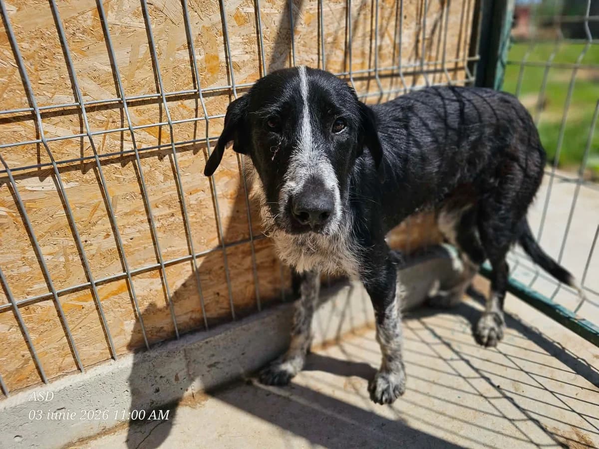 Sienna, female Mixed Breed for adoption at Association Célestia, penil