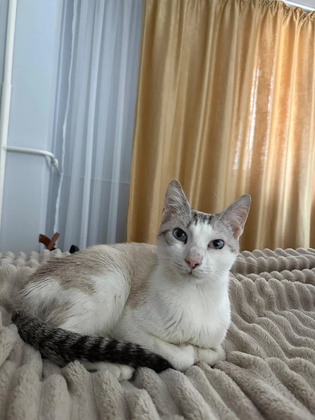 Sky, male Mixed Breed for adoption at Association Célestia, penil
