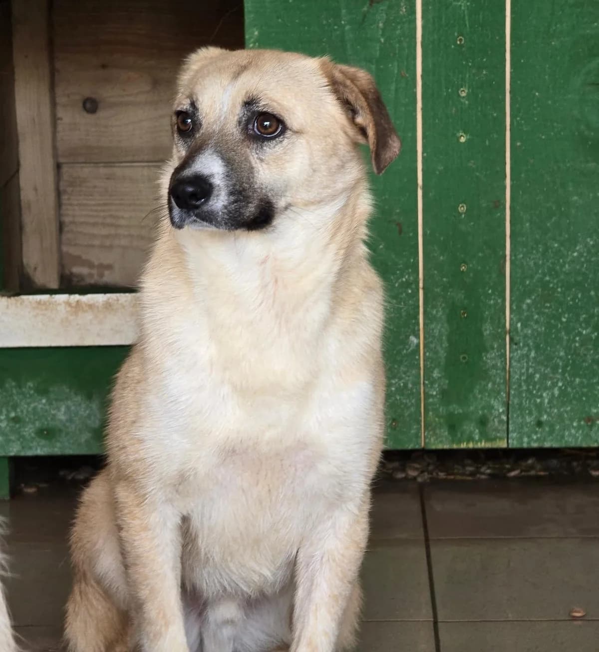 Stan, male Mixed Breed for adoption at Association Célestia, penil