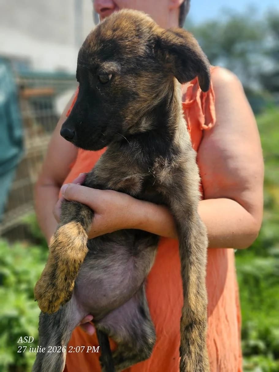 Syora, female puppy Mixed Breed for adoption at Association Célestia, penil