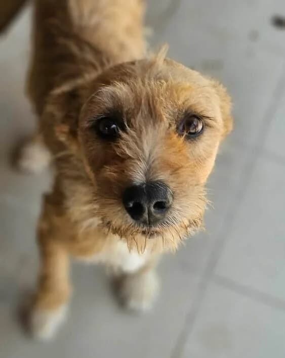 Taya, female Mixed Breed for adoption at Association Célestia, penil
