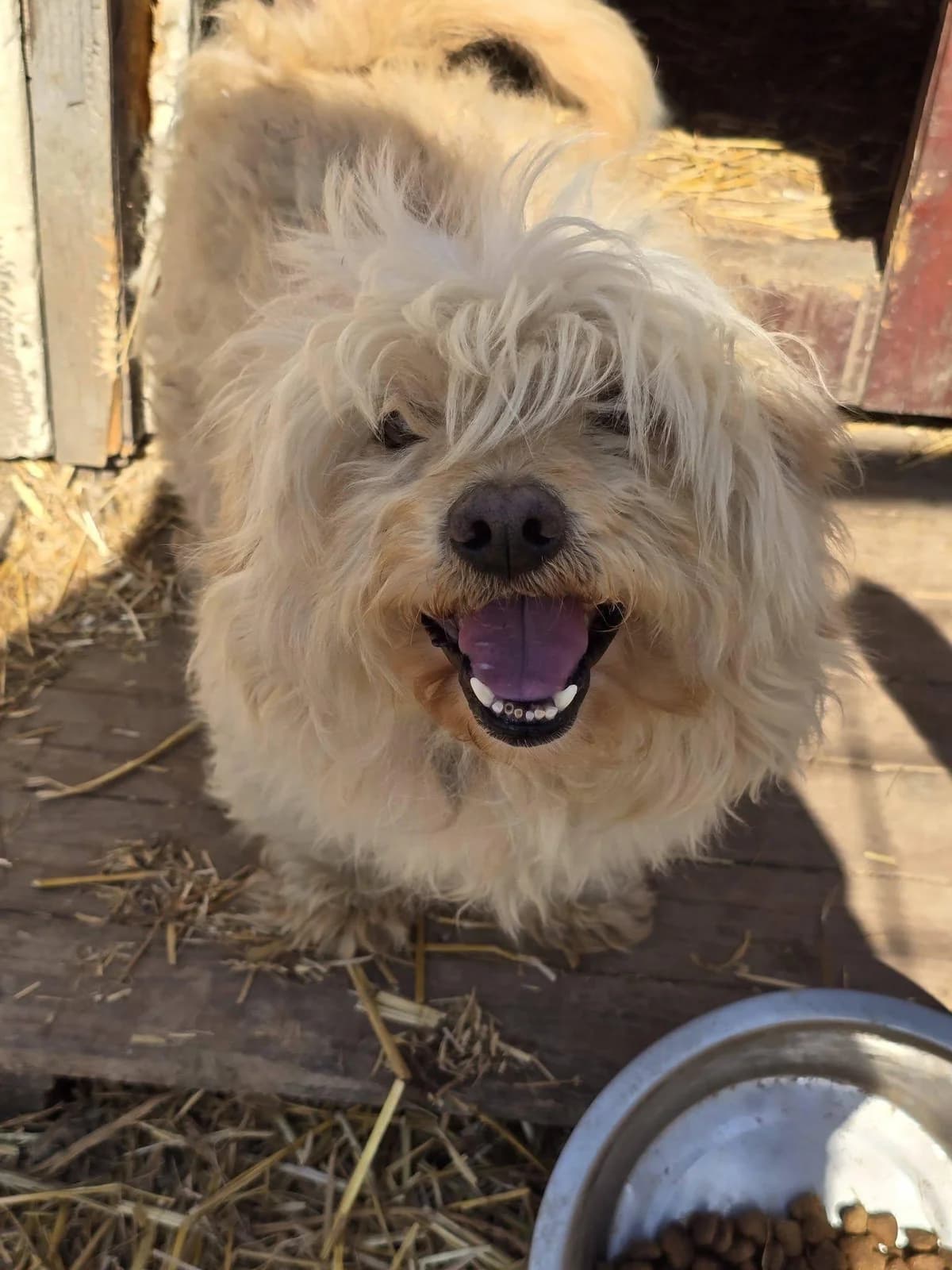 Tibou, male Mixed Breed for adoption at Association Célestia, penil