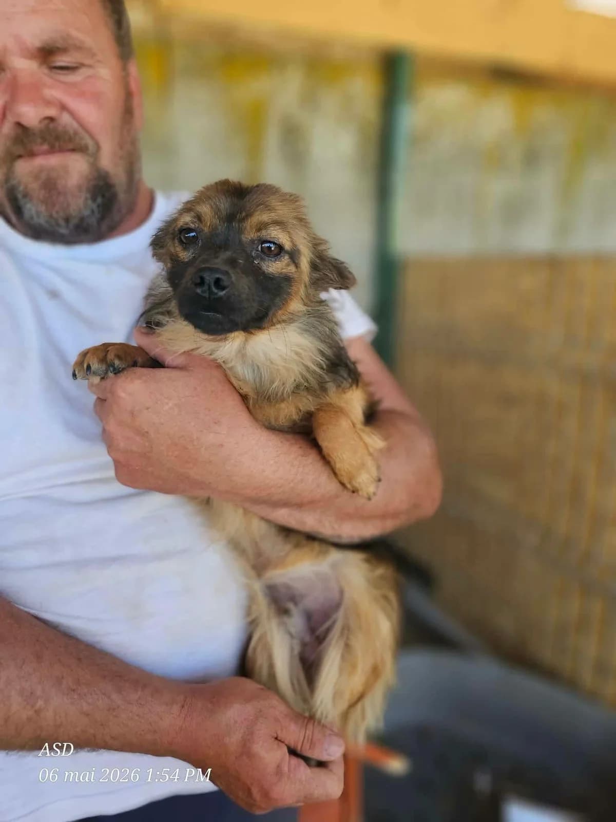 Tini, male Mixed Breed for adoption at Association Célestia, penil