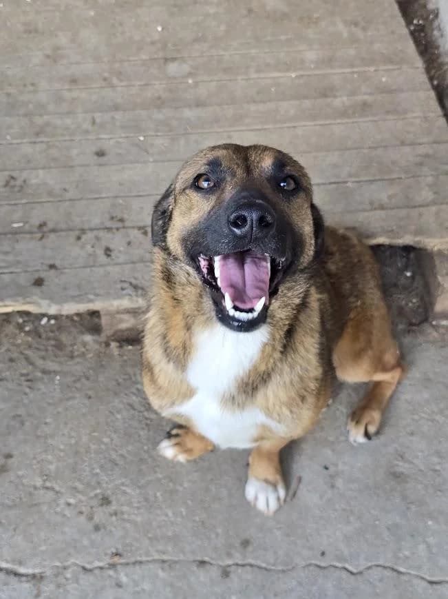 Viggo, male Mixed Breed for adoption at Association Célestia, penil