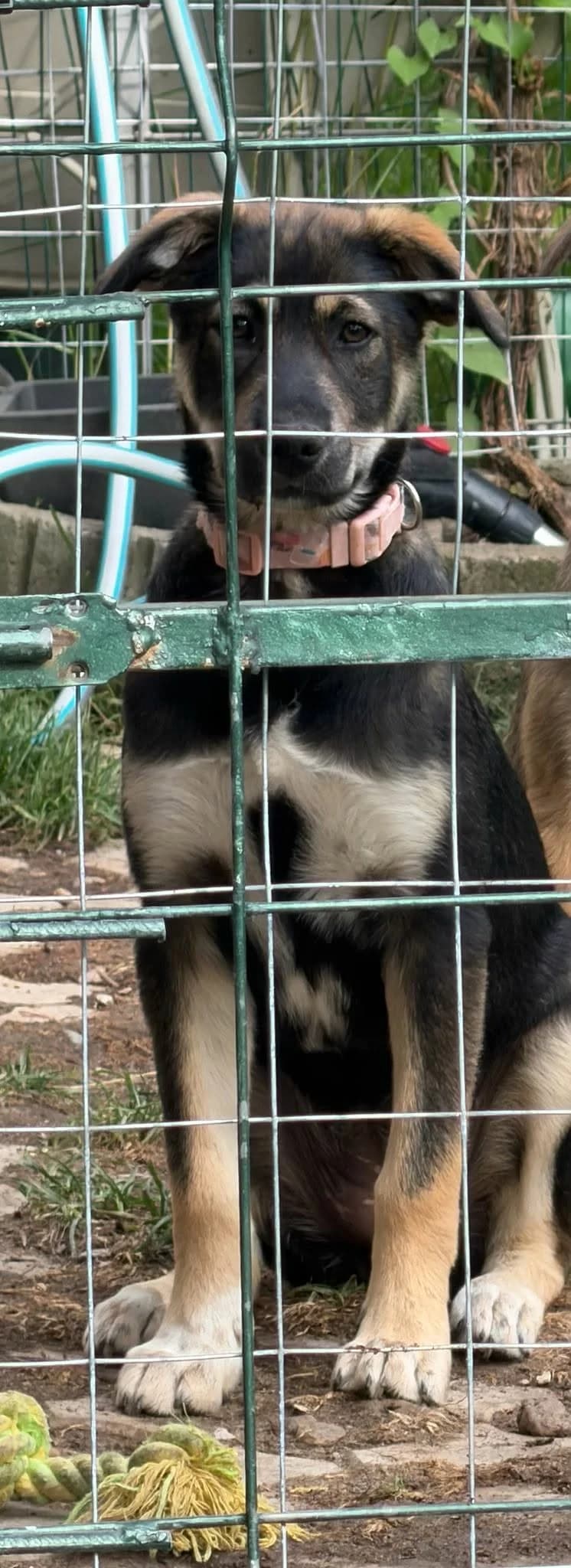 Yin, female puppy Mixed Breed for adoption at Association Célestia, penil