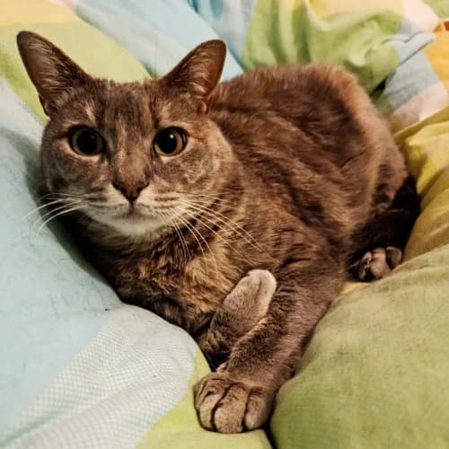 Grizounette, Mixed Breed for adoption at Ch