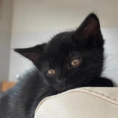 Luna, Mixed Breed for adoption at Ch