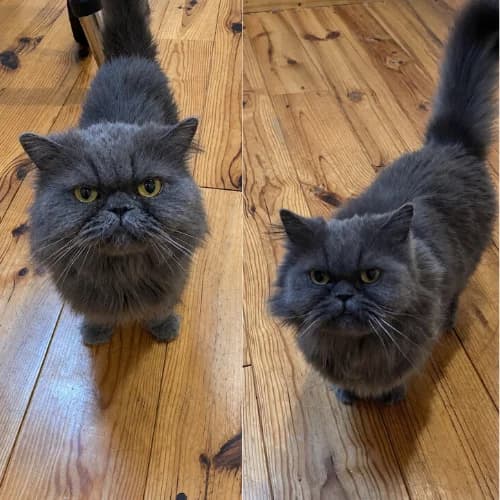 Neige et Nuage, Mixed Breed for adoption at Ch