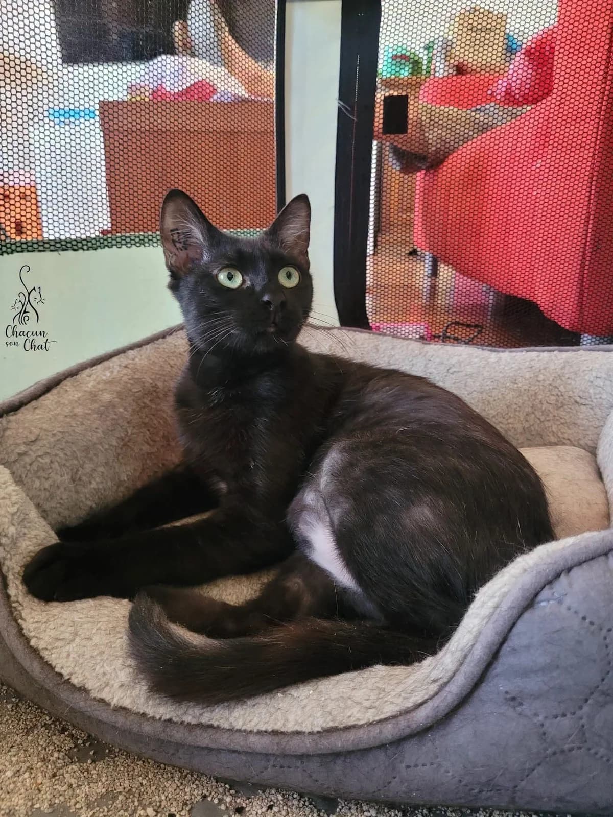 Moustache, female young Mixed Breed for adoption at Chacun Son Chat