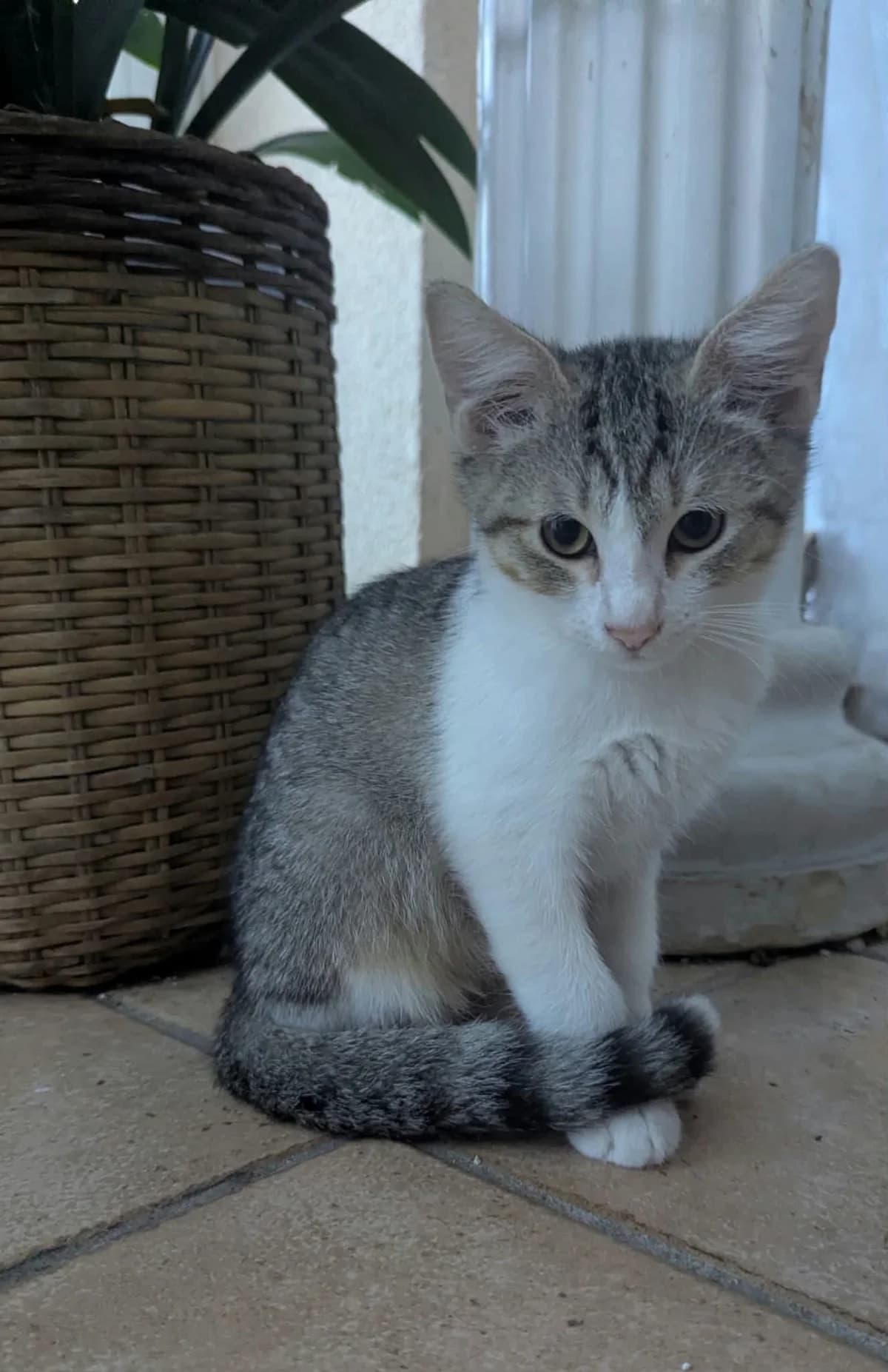 Bernard, male puppy Mixed Breed for adoption at Chacun Son Chat