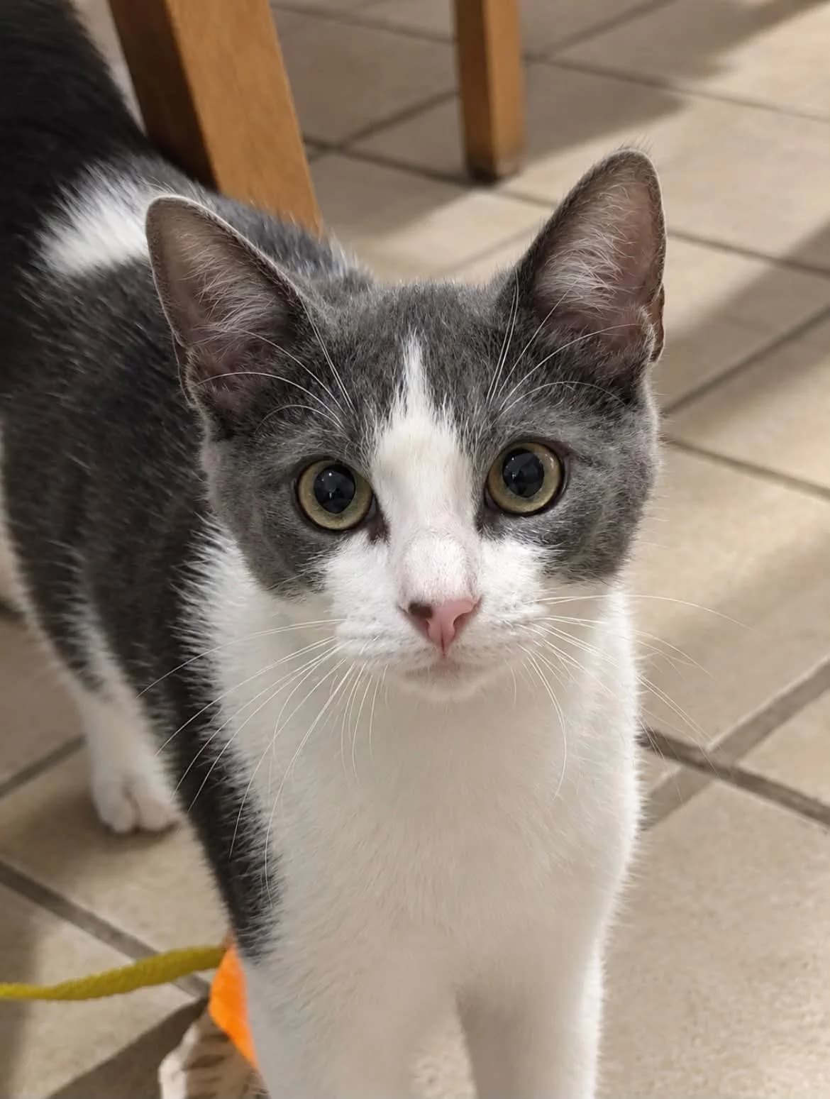 Sacha, male Mixed Breed for adoption at Chacun Son Chat
