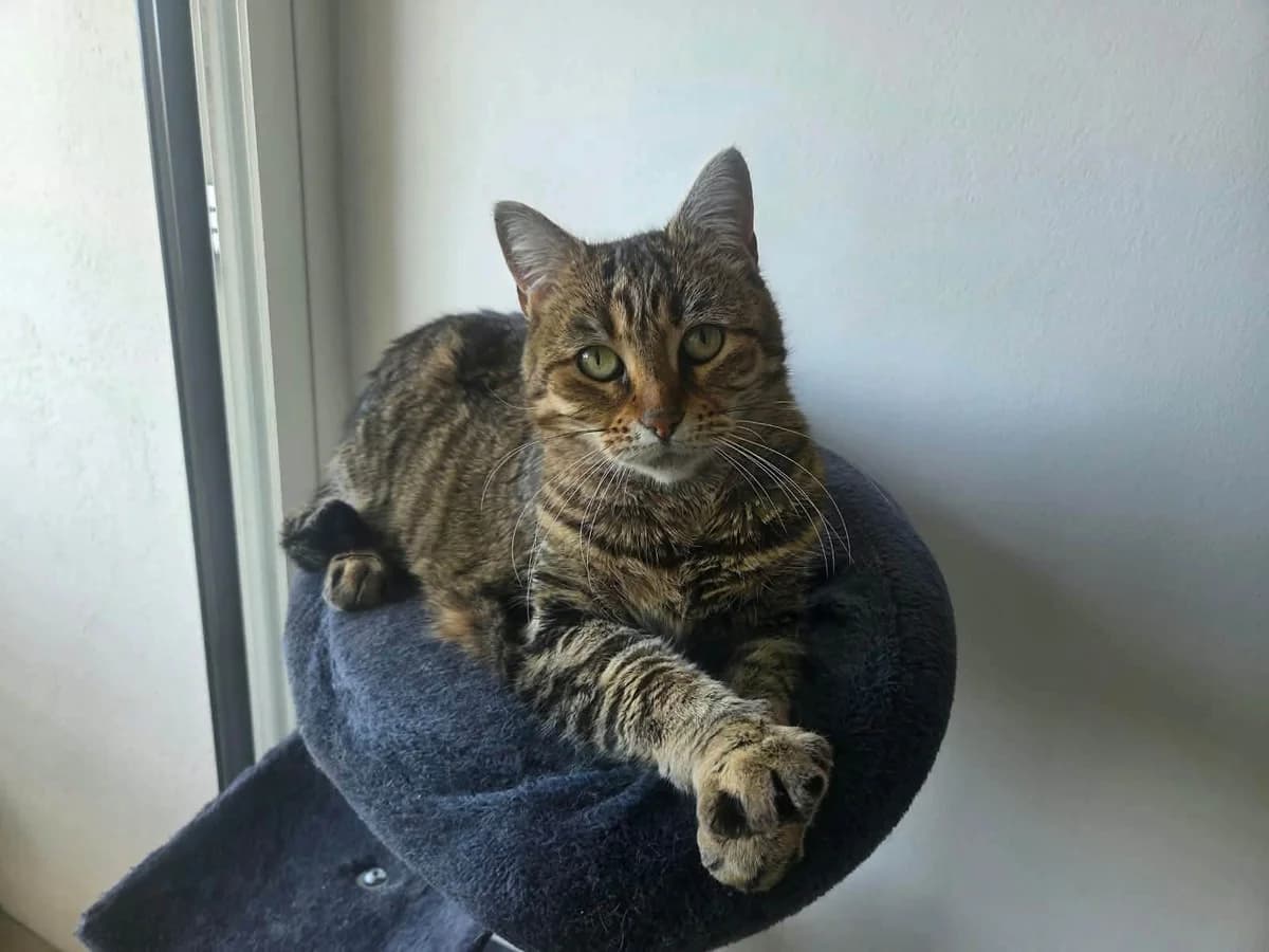 Luna, female 4yo Mixed Breed for adoption at Chacun Son Chat
