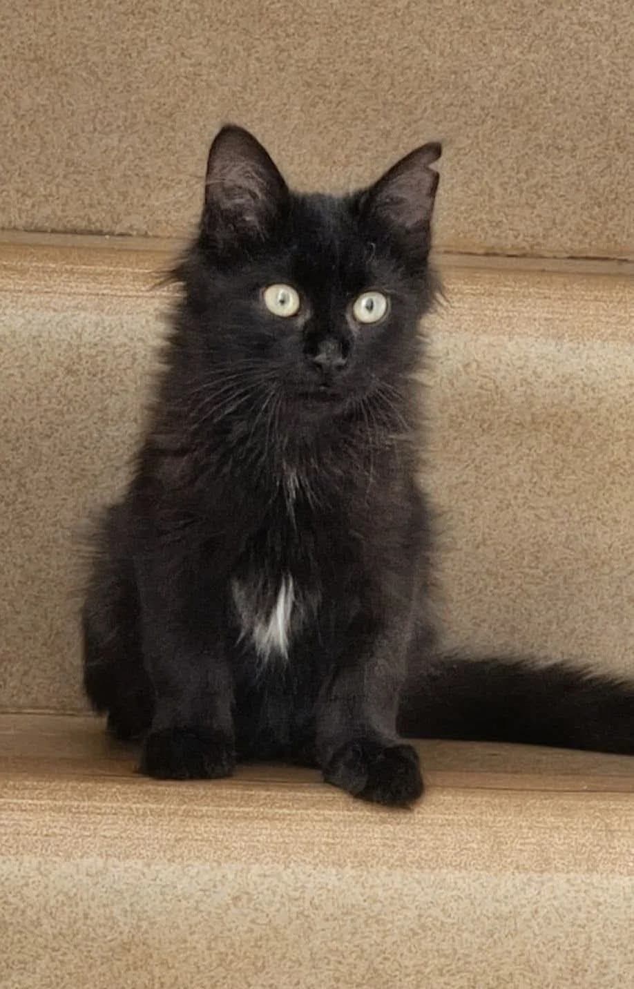 Inky, male puppy Mixed Breed for adoption at Chacun Son Chat