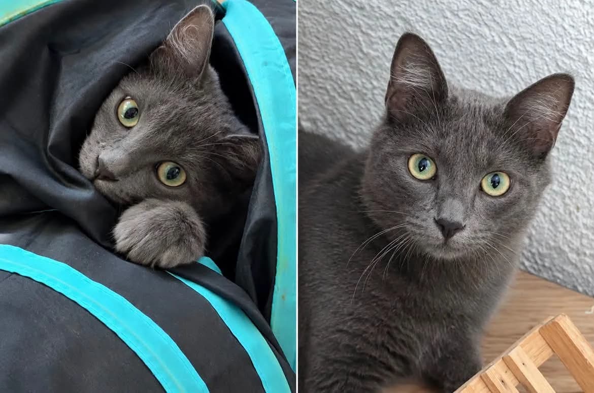 Timmy, male Mixed Breed for adoption at Chacun Son Chat