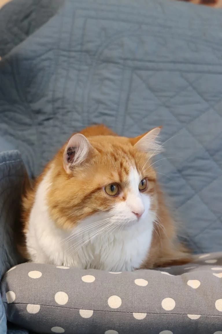 ANGELO, mixed breed for adoption at Le Chat Doc