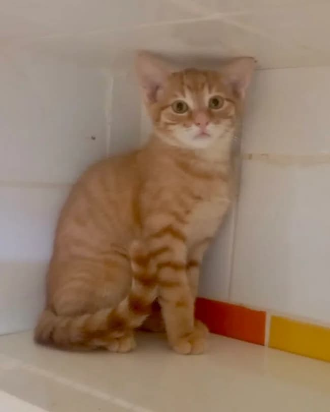 ANGELUS, male European Shorthair for adoption at Chat d