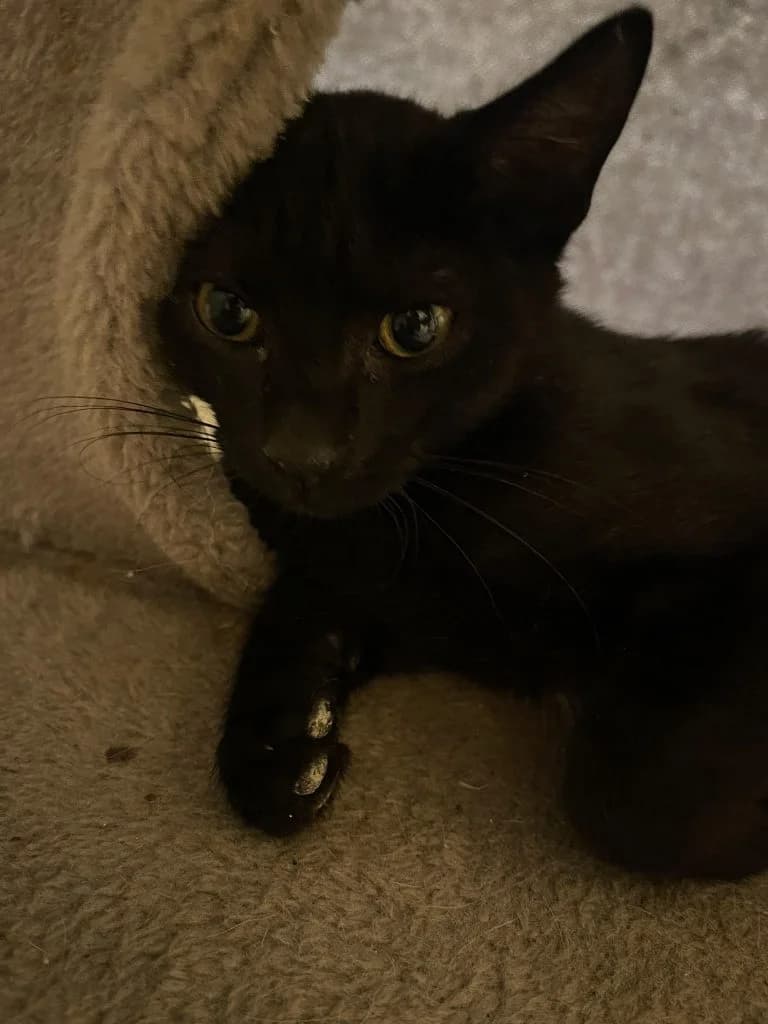 ARNAK, European Shorthair for adoption at Le Chat Doc