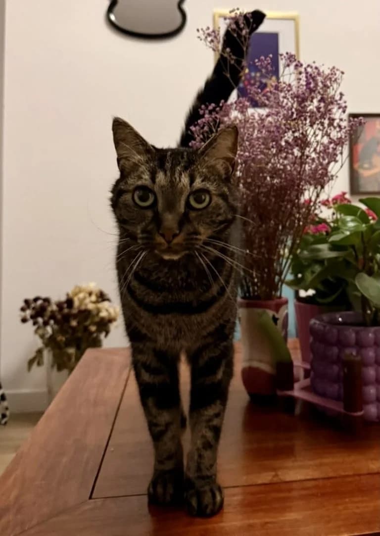 ATTILA, European Shorthair for adoption at Le Chat Doc