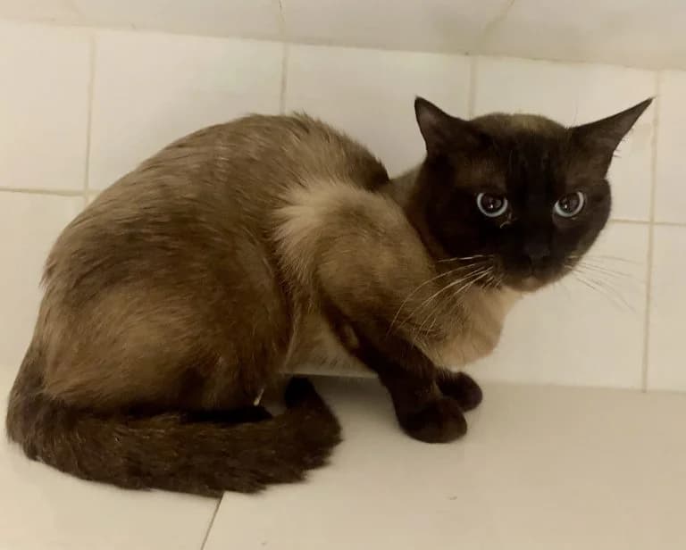BOTSWANA, European Shorthair for adoption at Le Chat Doc