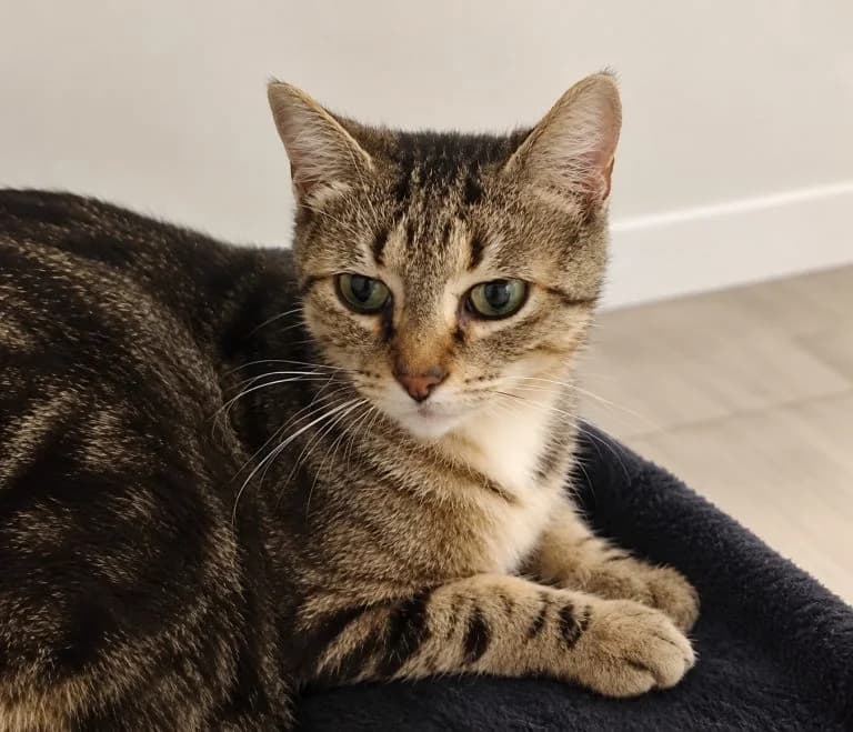 CALI, European Shorthair for adoption at Le Chat Doc