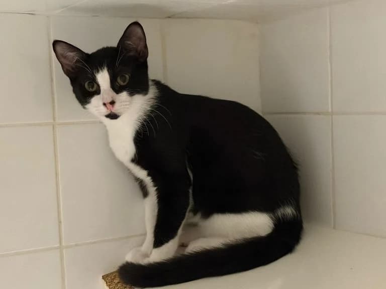 LE CHΓ, European Shorthair for adoption at Le Chat Doc