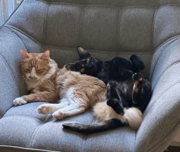 CRΓME DE JOUR & LUNAPOMME, European Shorthair for adoption at Le Chat Doc