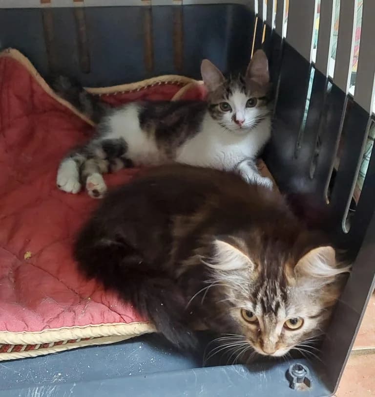 CREPUSCULE et MINUIT, European Shorthair for adoption at Le Chat Doc