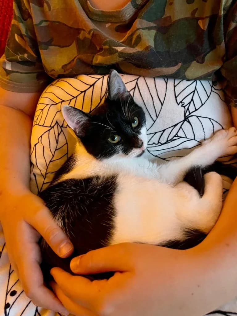 DELPHES, European Shorthair for adoption at Le Chat Doc