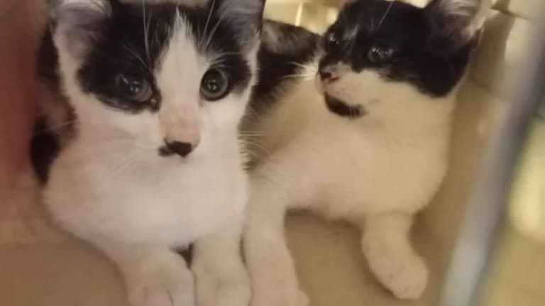 DELPHES (F) ET PATRAS (M), European Shorthair for adoption at Le Chat Doc