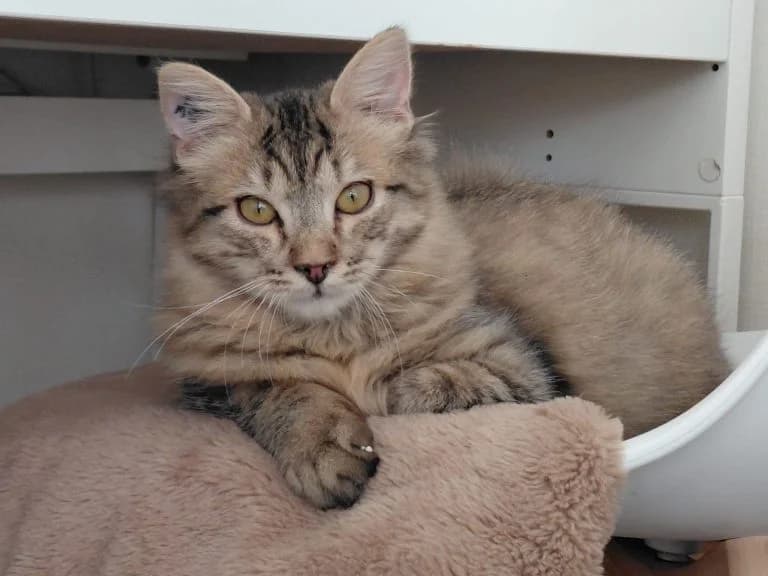 DUBLINERS, European Shorthair for adoption at Le Chat Doc