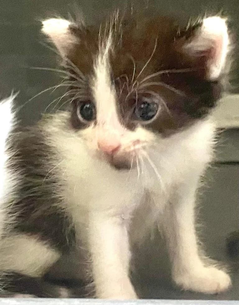 EL CHAPO, European Shorthair for adoption at Le Chat Doc