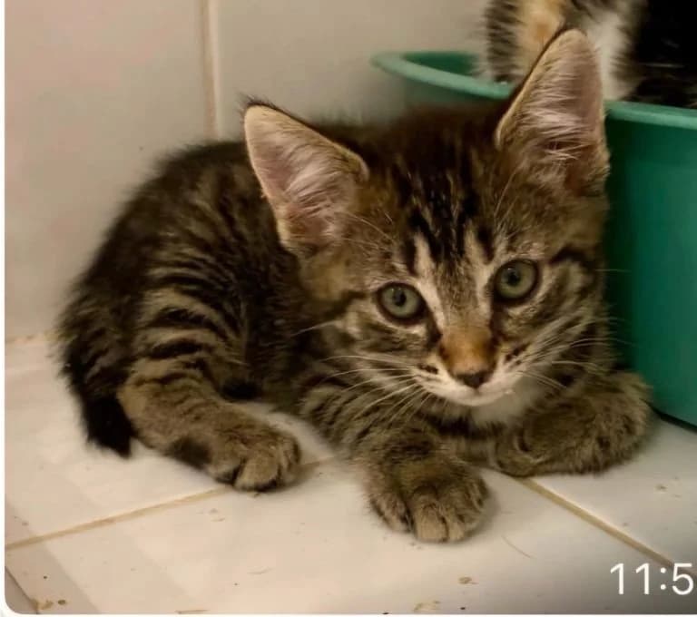 ENCHILLADA, European Shorthair for adoption at Le Chat Doc