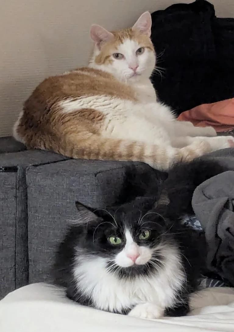 FLORENCE et TIGROU, female European Shorthair for adoption at Chat d