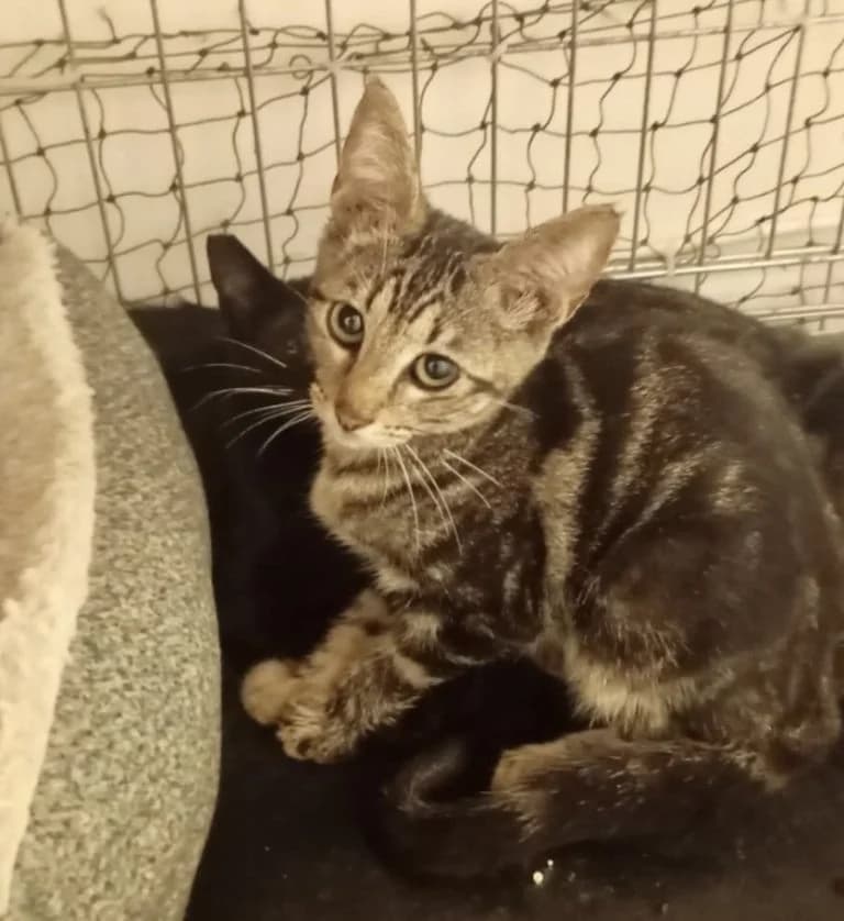 GANESH, European Shorthair for adoption at Le Chat Doc