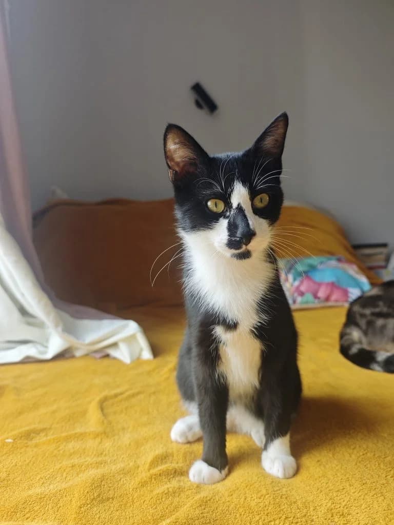 GELSOMINO, European Shorthair for adoption at Le Chat Doc