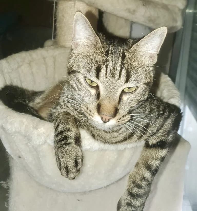 GOLDEN, Mixed Breed for adoption at Le Chat Doc