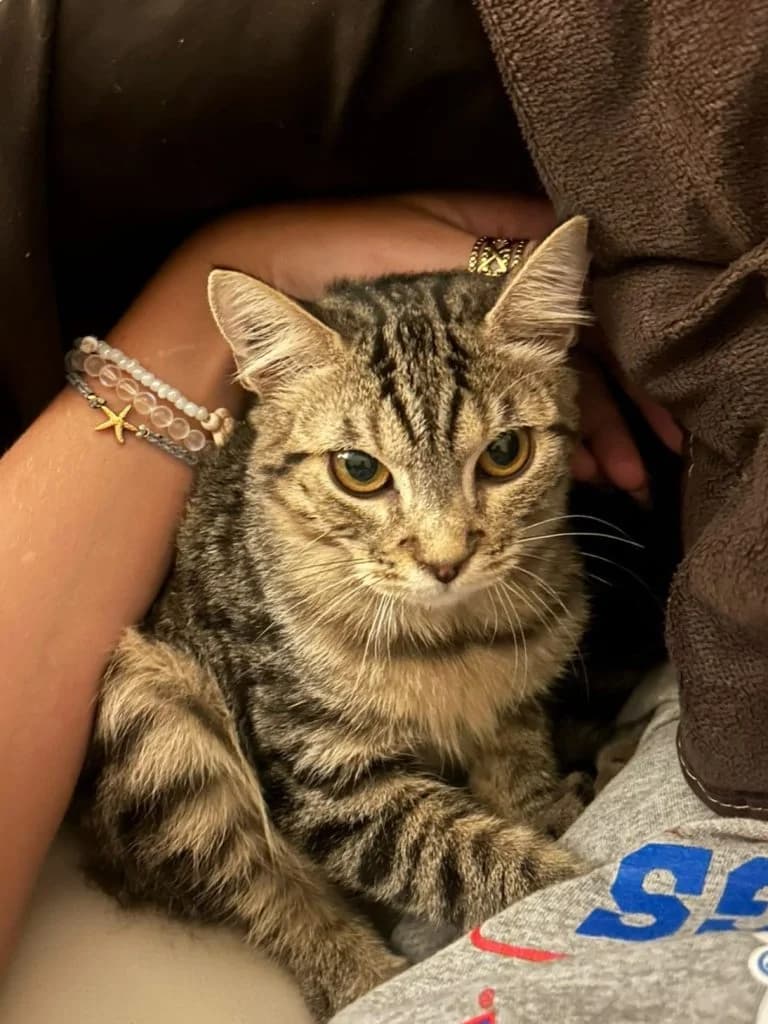 JAMES JOYCE, male European Shorthair for adoption at Chat d
